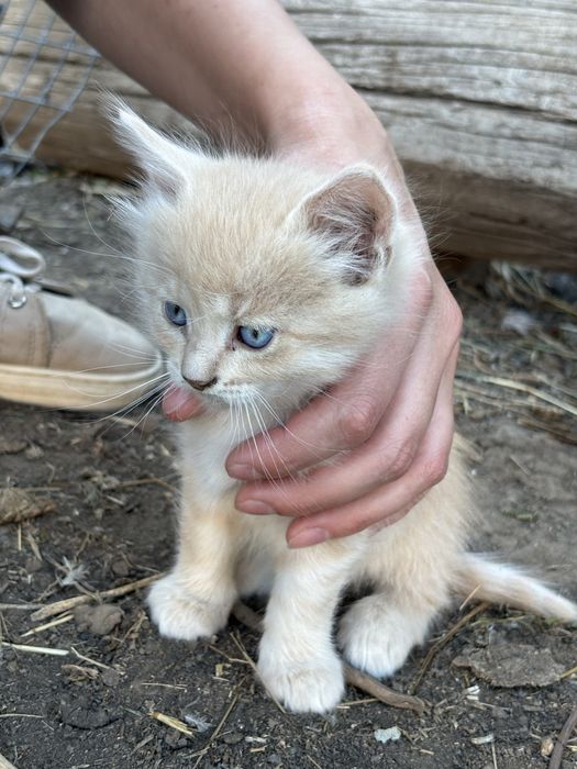 Отдам котят в добрые руки