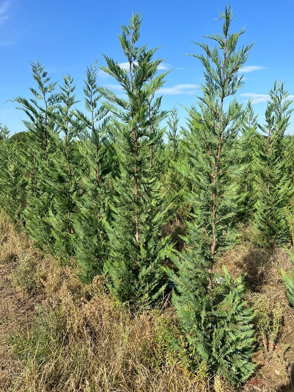 Vindem plante  preț de producător