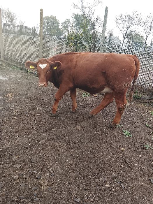 De vânzare doua vițelușe
