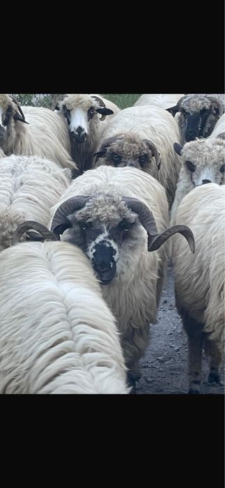 Vand sau schimb berbec