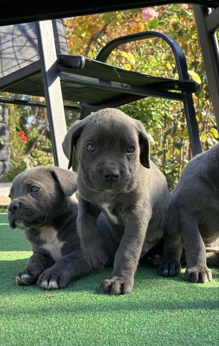 Кученца Кане корсо