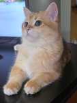 brittish golden shorthair cu pedigree
