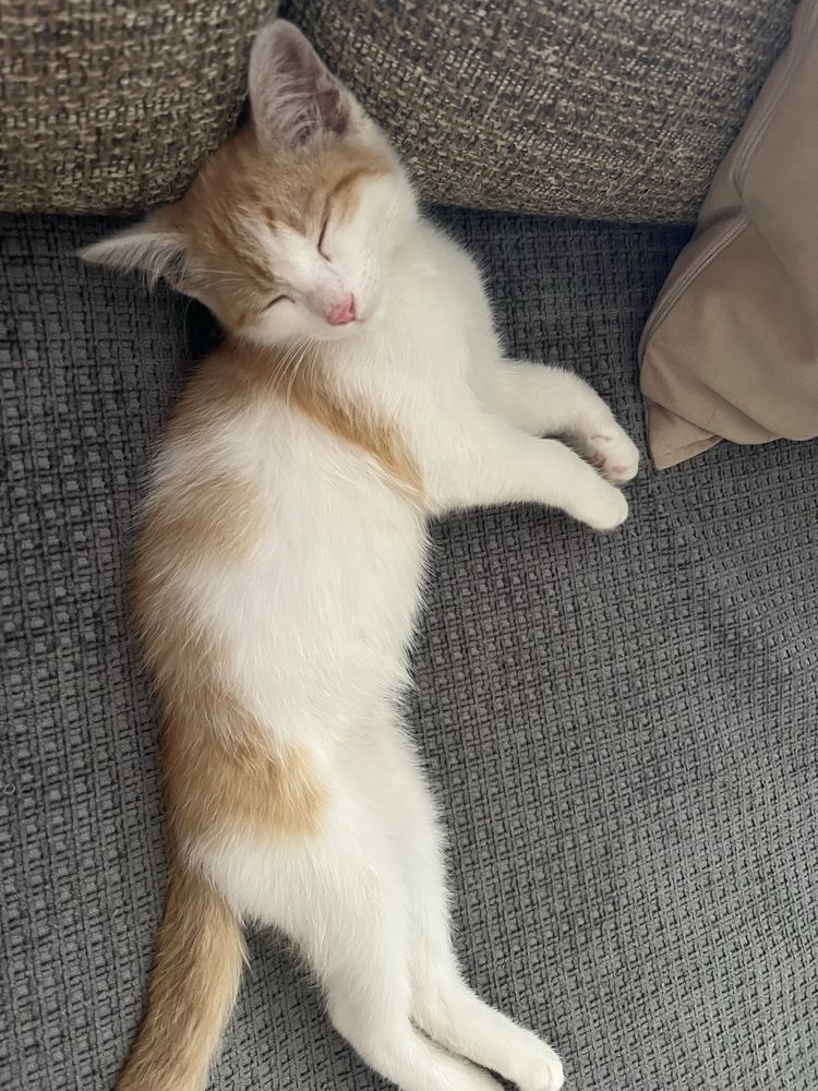 Котенок 3 месяца
