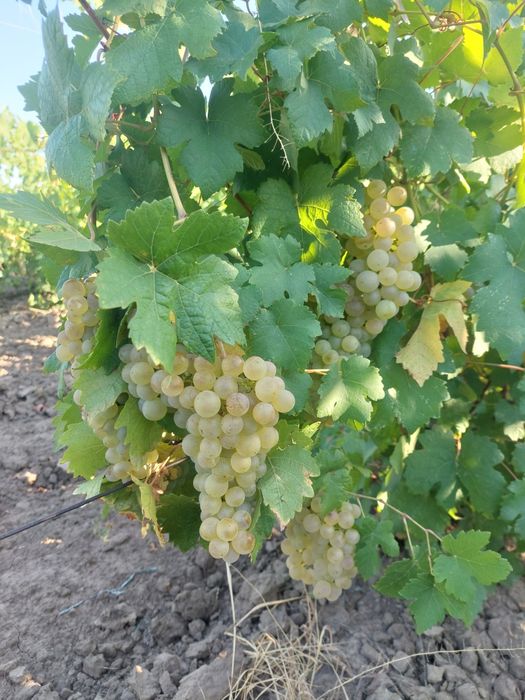 Vând struguri de vin
