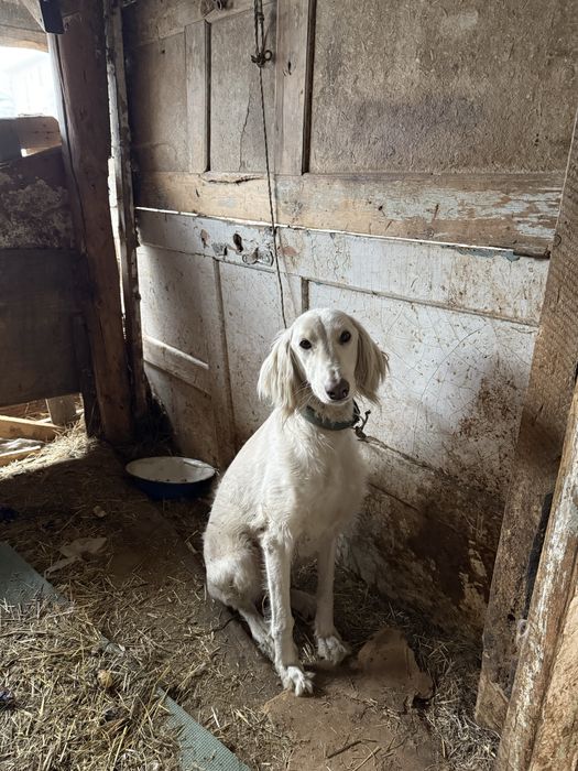 құмай тазы 1 жас 4 айлық