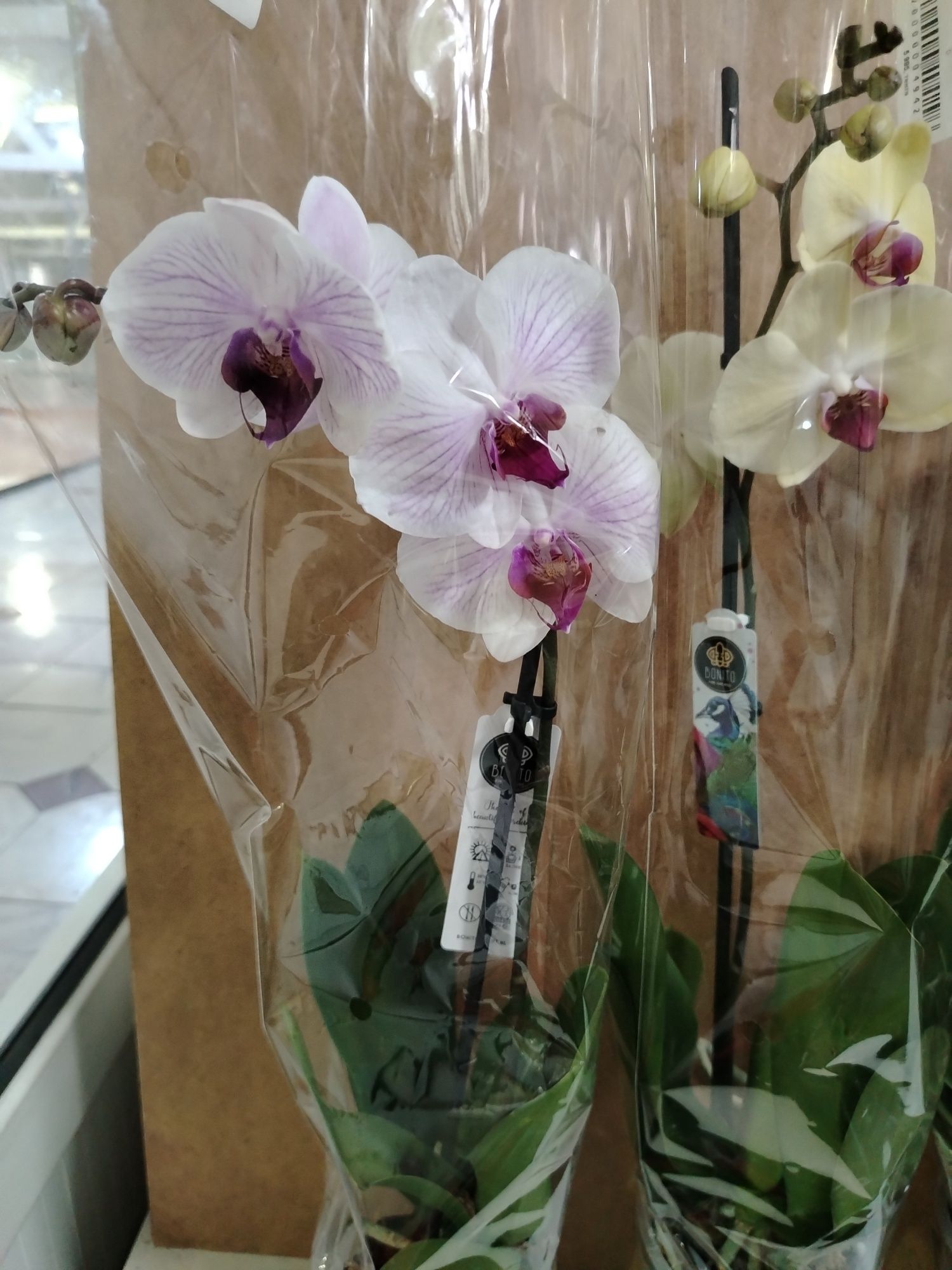 Орхидея высота 55 см распродажа
