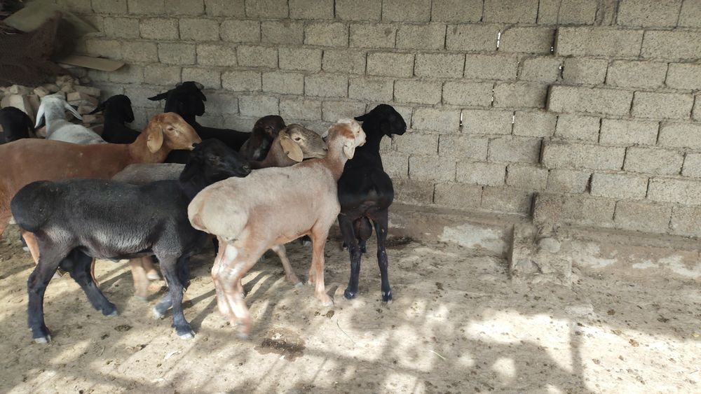 Qochqorlar kachoklar