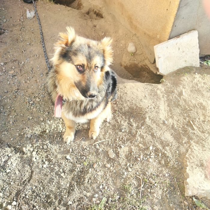 Отдам в добрые руки