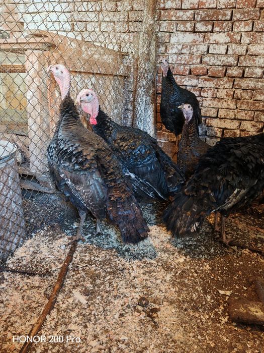 Продавам пуйки порода Артисан