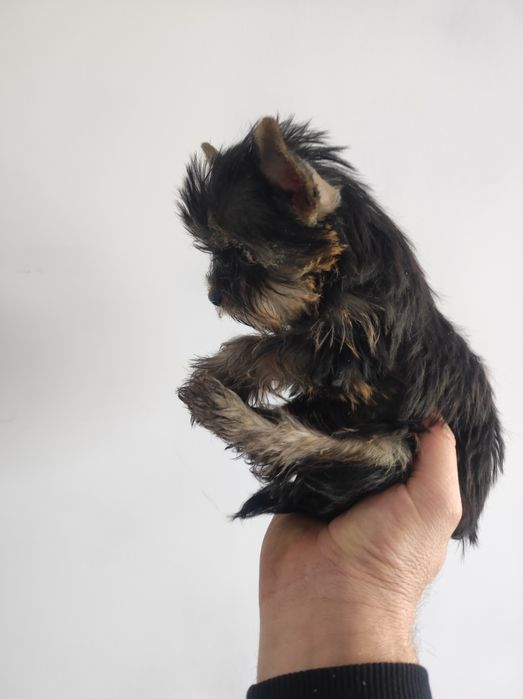 Мини Йоркширски териер йорки