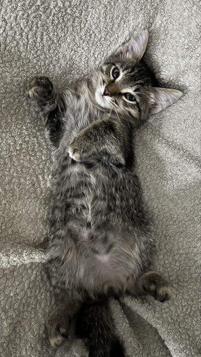 Отдам котенка мальчика