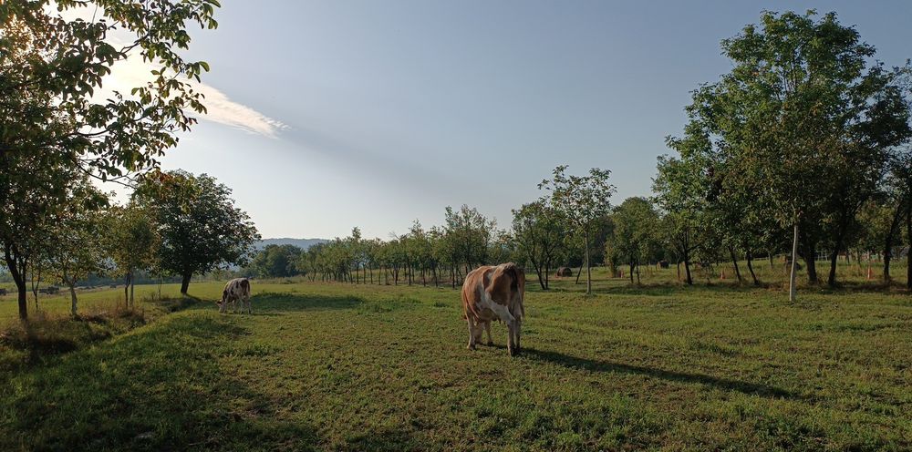 Vaca baltata romaneasca