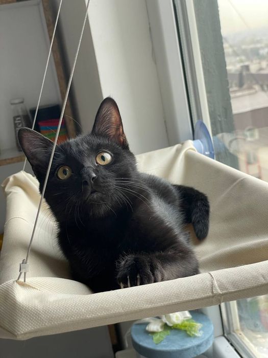 Mushuklar bervoramiz