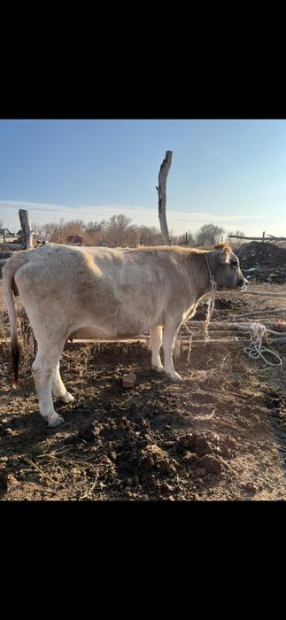 Сиыр сатам тұқымы жаксы