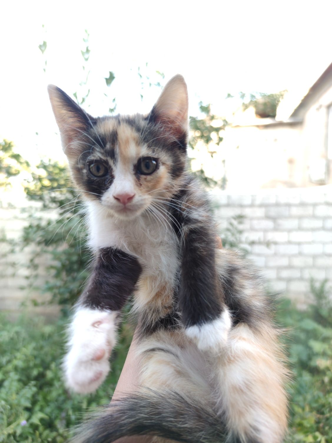 Mushukchalar tekin / кошки бесплатно