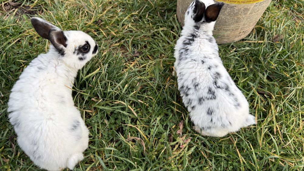 Vand pui de iepure rasa pura rex