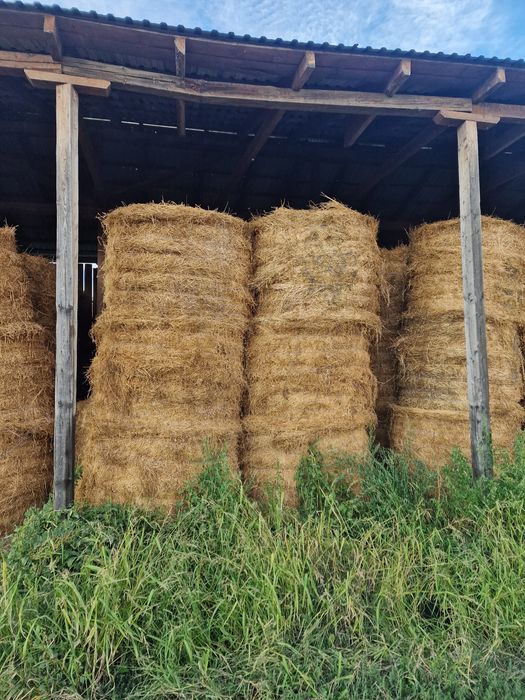 Vand Baloti de Lucerna de Calitate