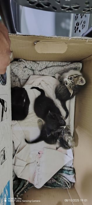 ona bola mushuklar berib yuboriladi