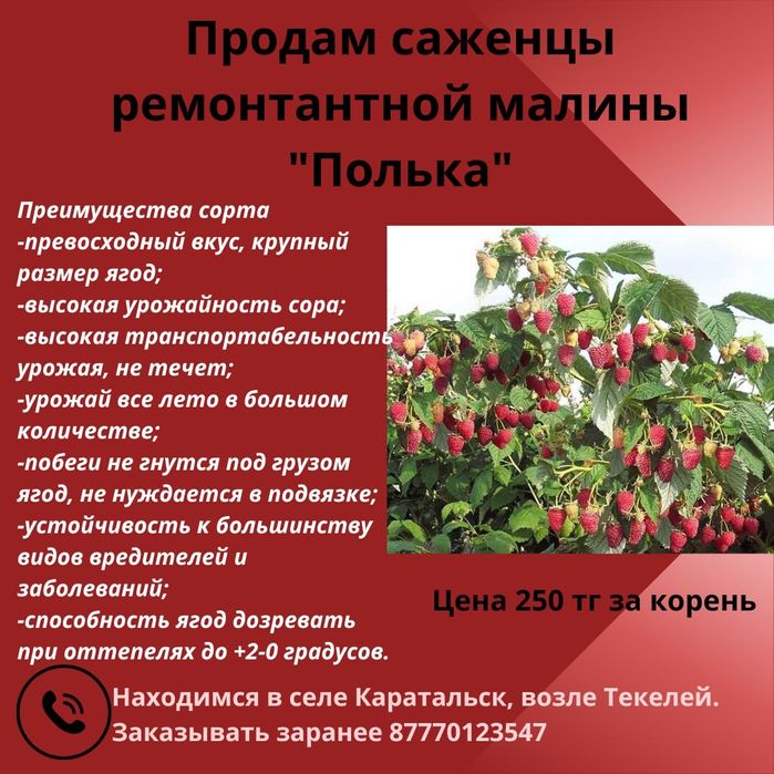 Саженцы малины "Полька"