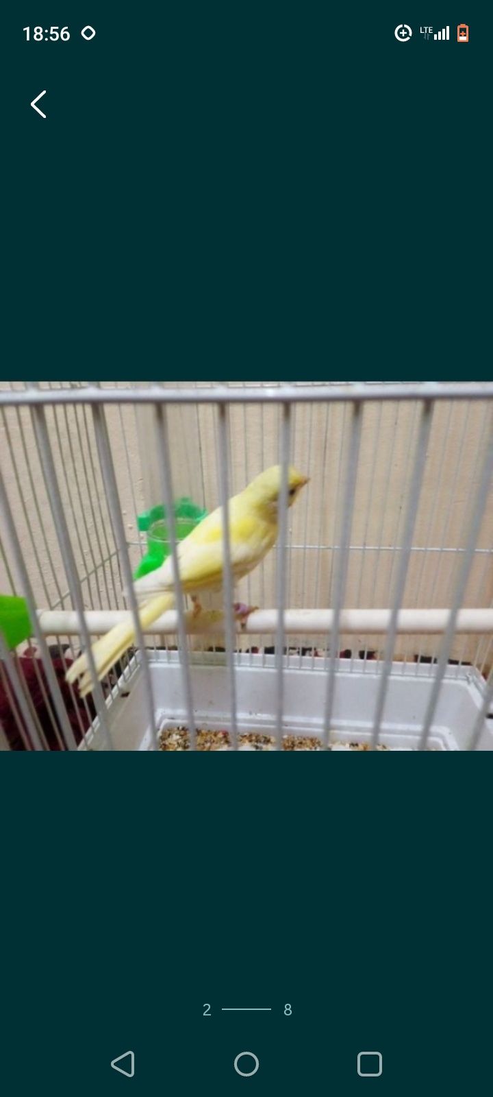 Kanareykalar Maladoy 2 oylikdan oshdi nar modalari bor