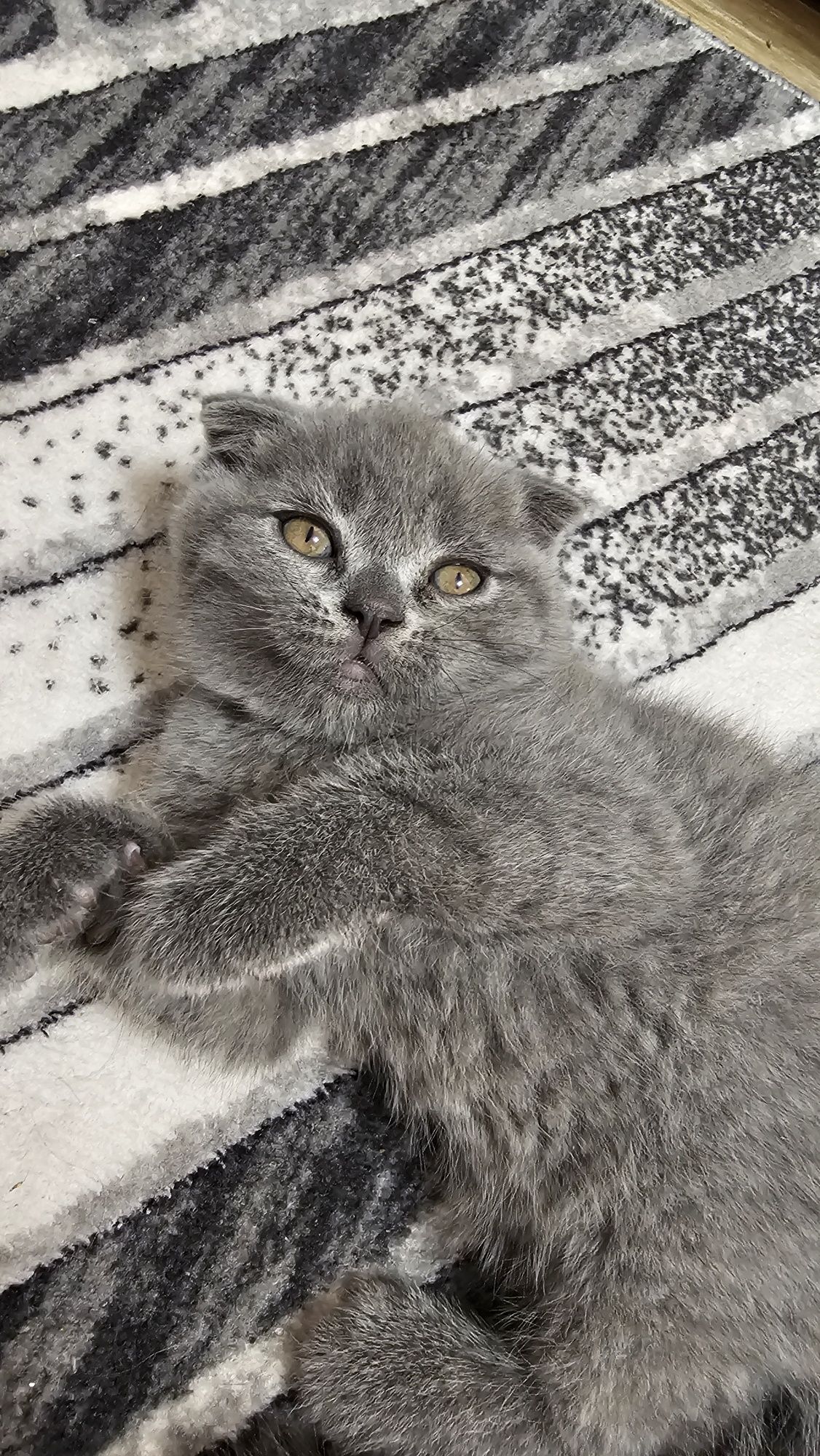 Британски и шотландски котета