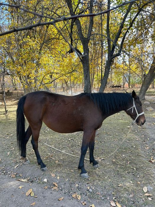 Бие сатылады үшінші тума