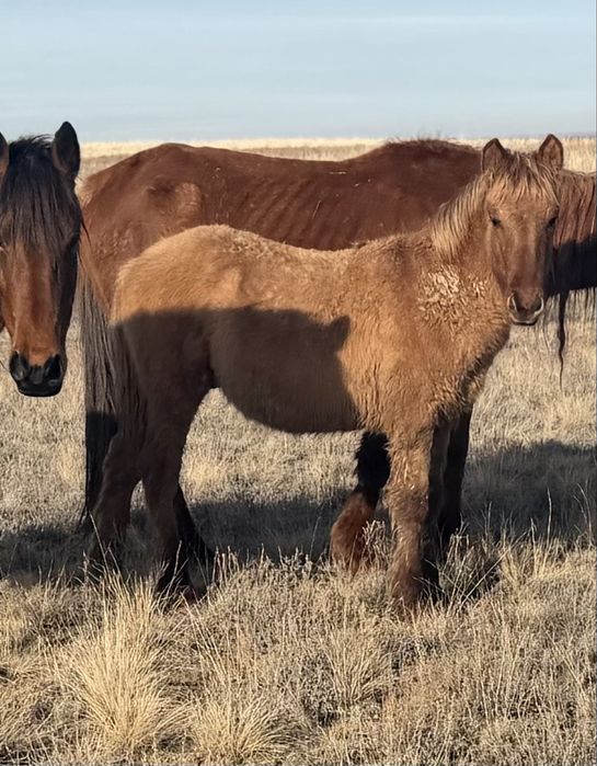 Жабагы, ту бие, жеребята