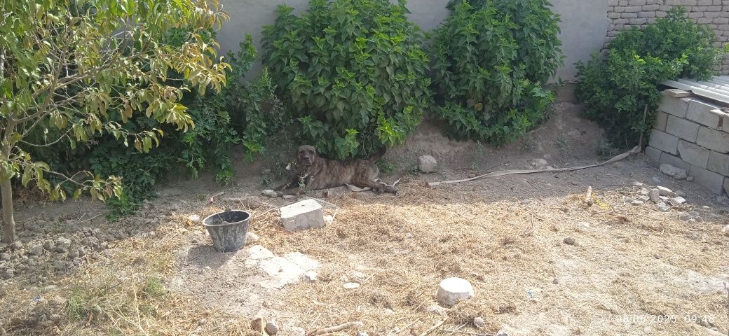 Чупон кучук бор Бокишга