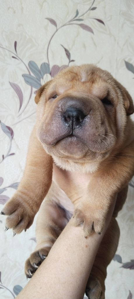 Продам Щенков шарпея,1девочка и 2 мальчика.
