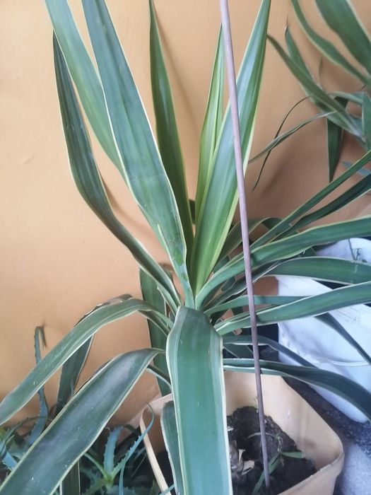 Младо цвете юка  добре подържано