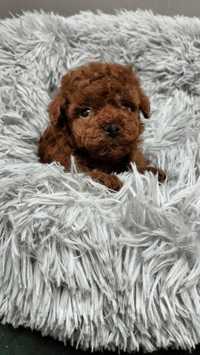 Toy pudel (toy poodle)