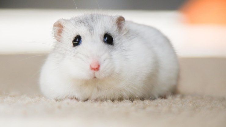 Хомяк джунгарский: большой выбор