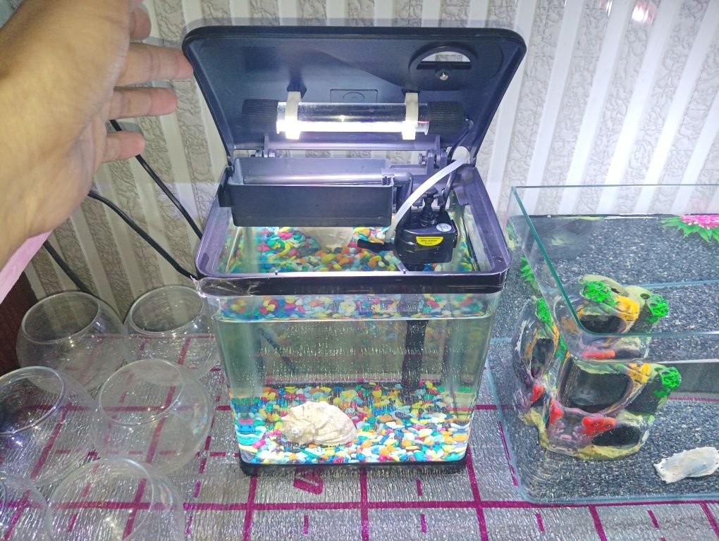Xitoy mini akvarium 10 ta daniyo baliq bilan komplekt sotiladi
