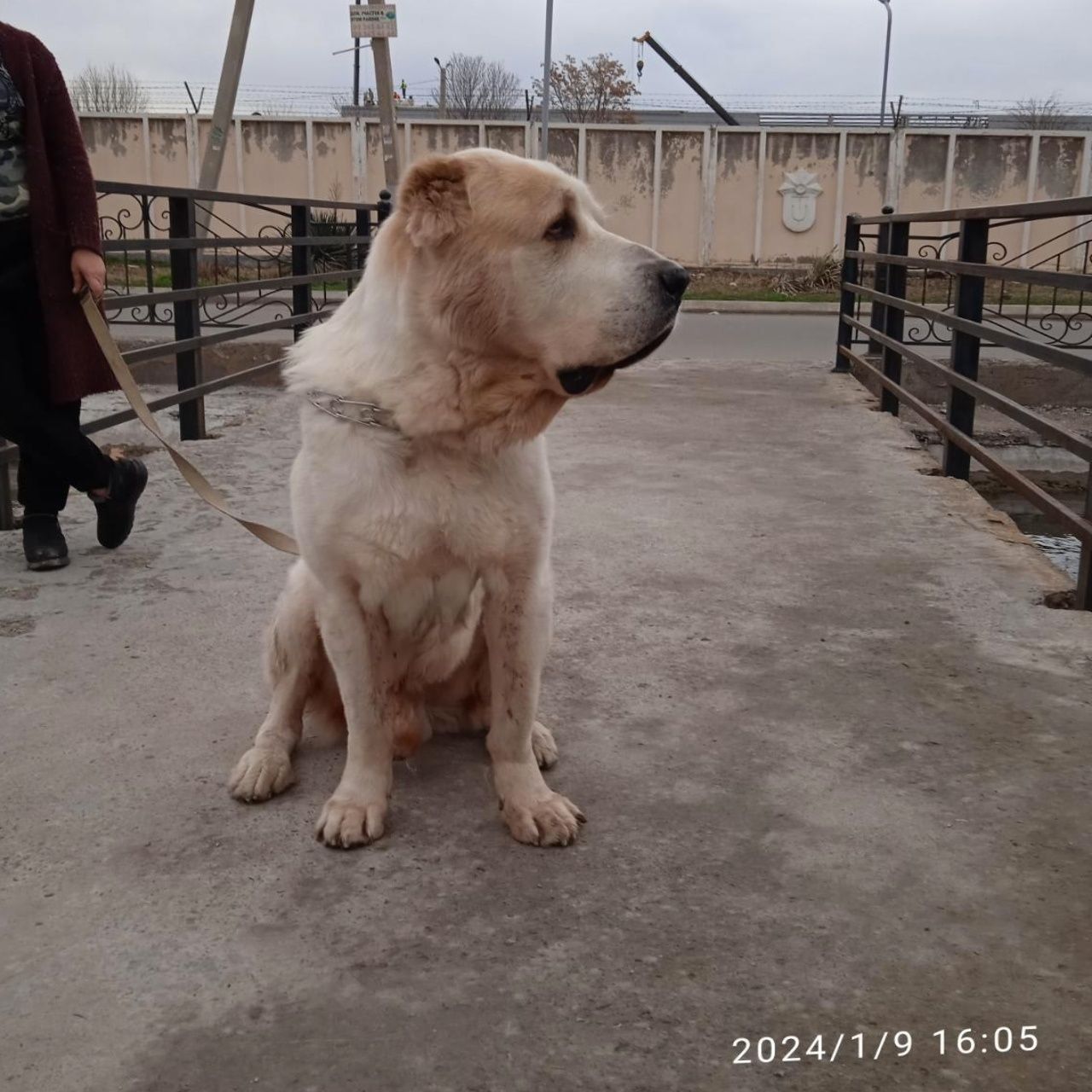 Вязка туркменский АЛАБАЙ