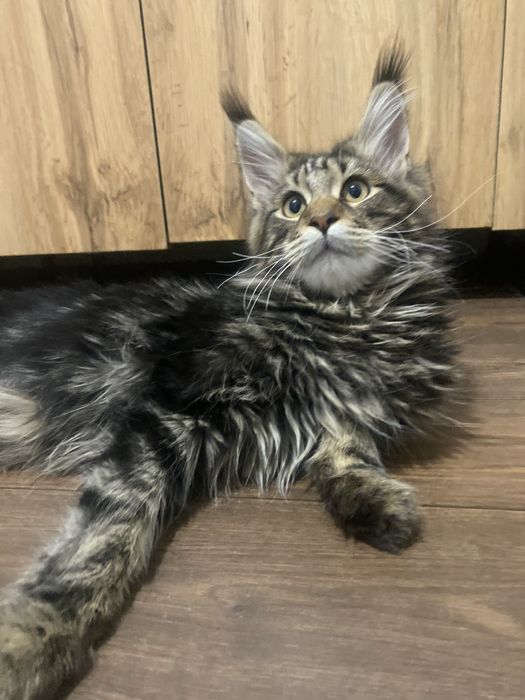 Мейн кун котенок