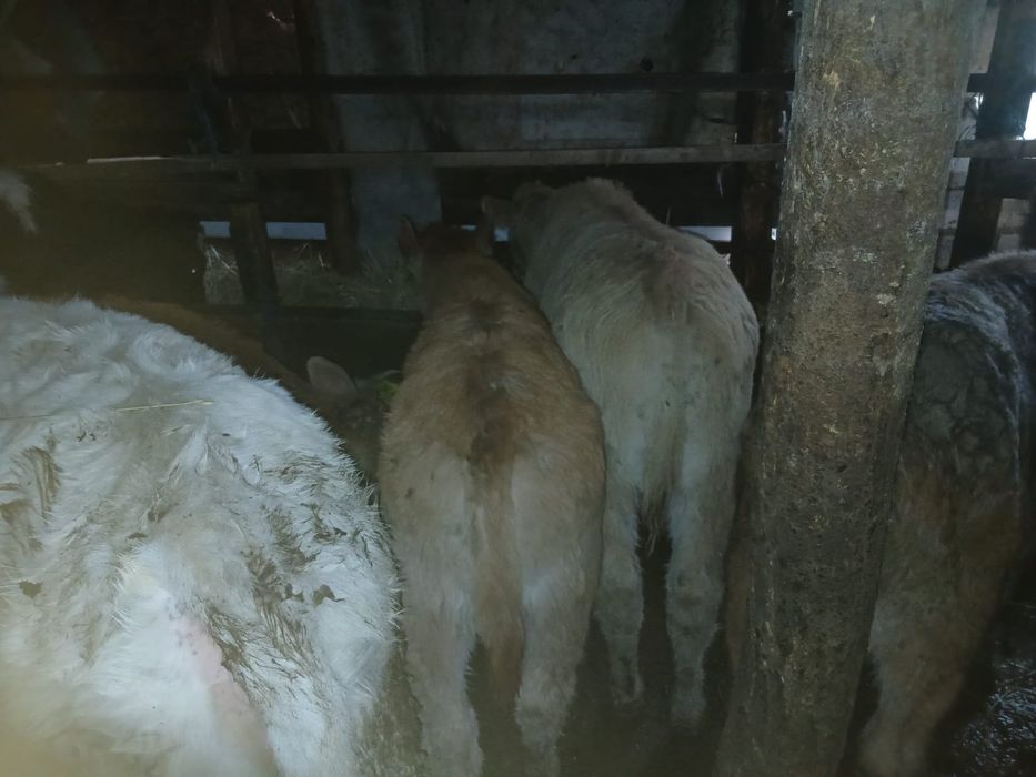 Vand 10 vitei de rasa