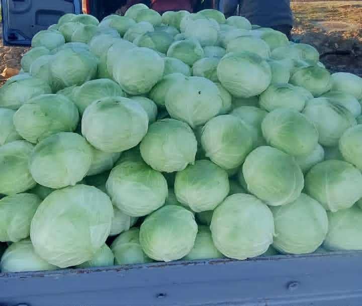 Vând varză Beverly Hils