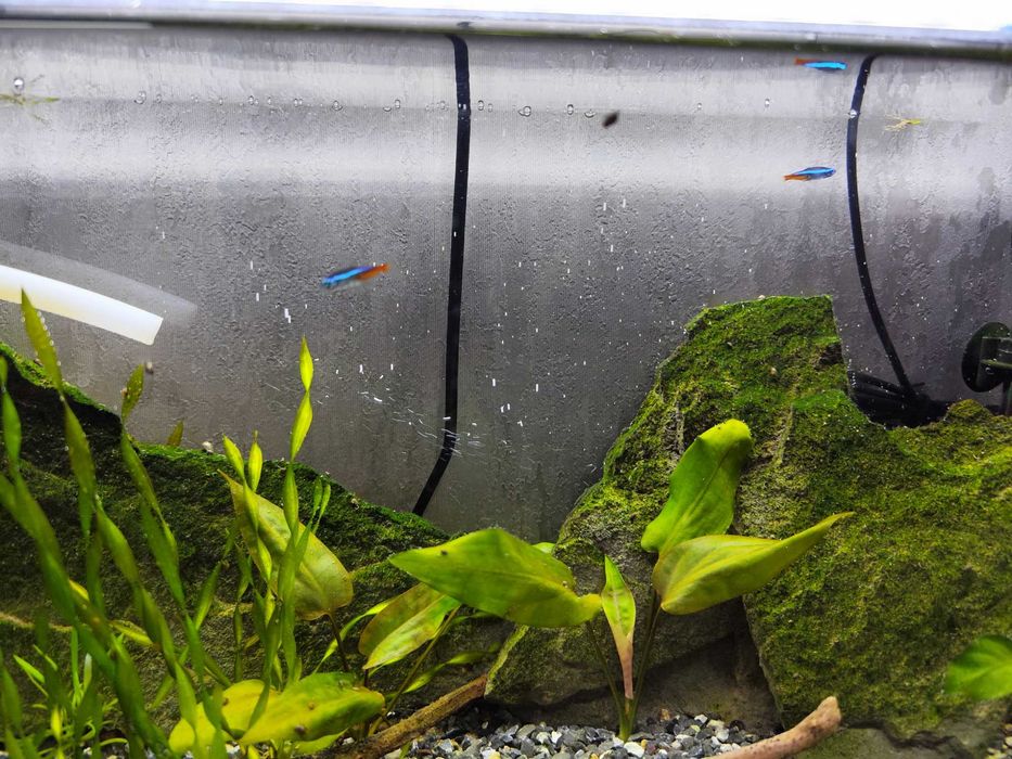 Аквариум 50×30×15 — полностью запущенный, со стабильной экосистемой