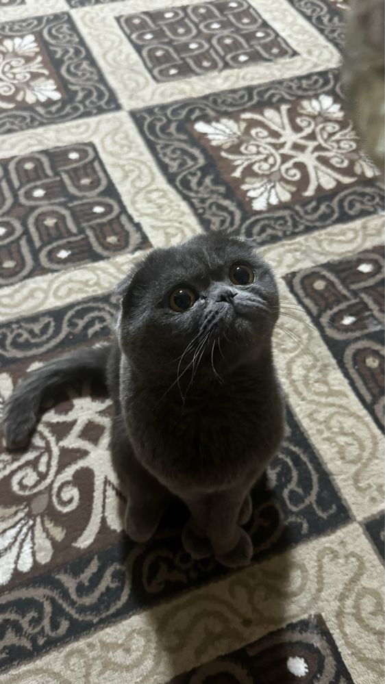 Вязка Скоттиш Фолд
