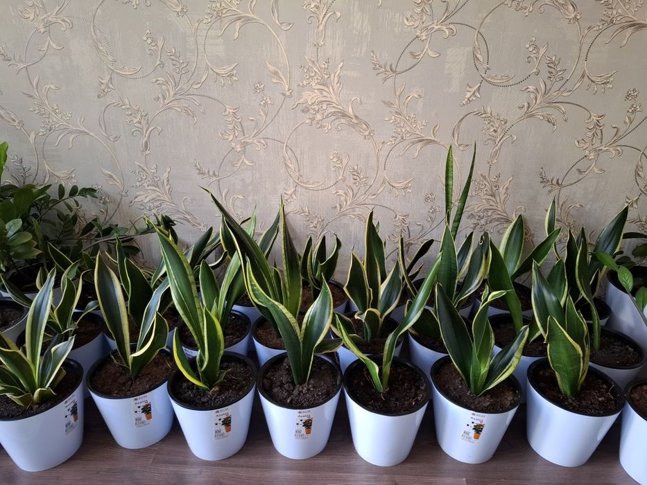 Sanseveriya ochen krasivaya