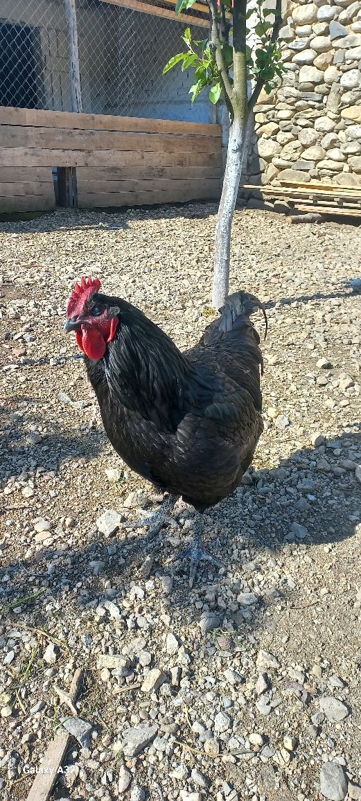 Vând  cocos australorp