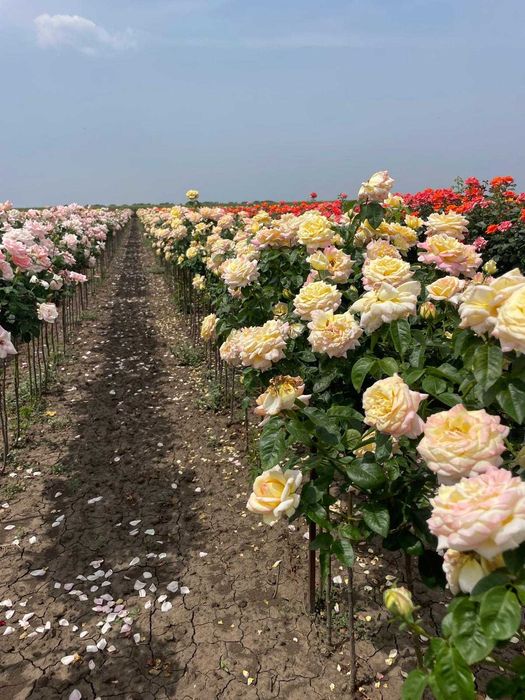 Trandafiri, plante ornamentale și fructiferi – Vânzare și plantare!