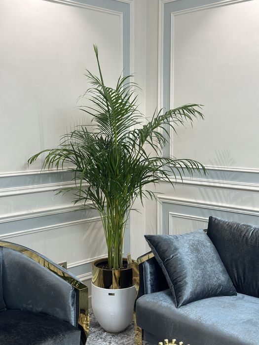 Гуллар 300.000 сўмдан бошланади — шошилинг