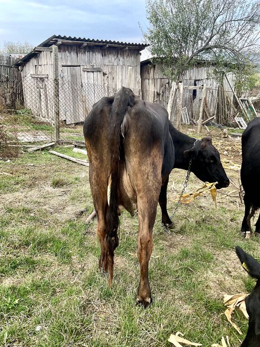 Vaca buna de lapte de 3 ani crescuta Bio pe camp
