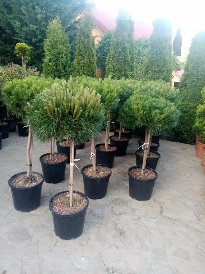 Plante ornamentale si rulou de gazon