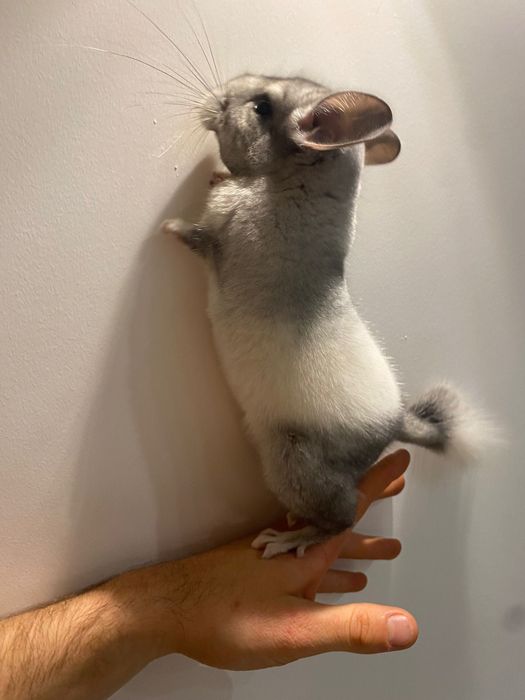Pui chinchilla cincila sinsila chinchila
