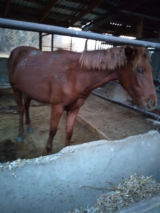 Буаз бие 14 жасар ұрғашы құлынымен и ұрғашы тай