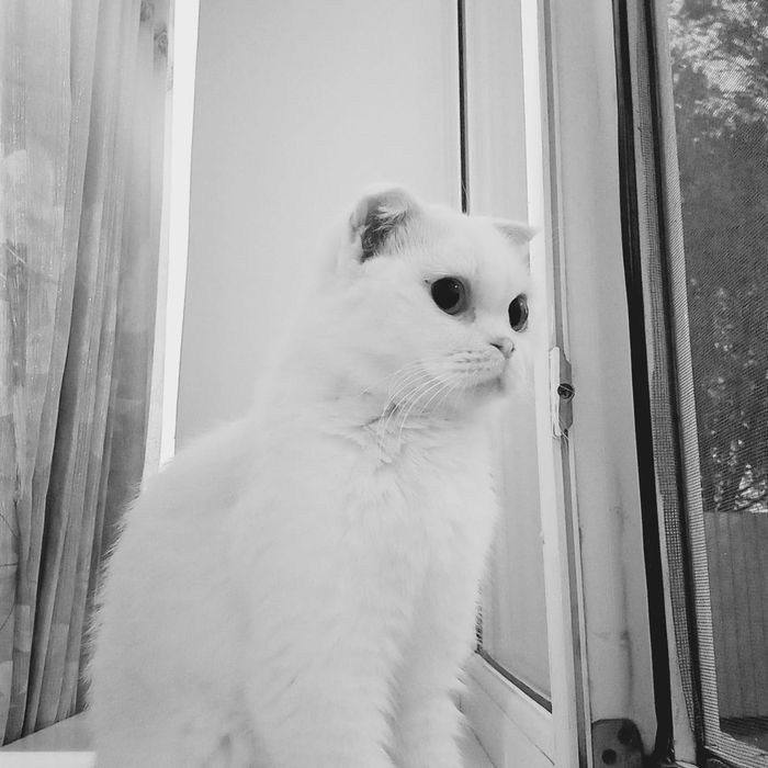 Милая кошечка ищет добрые руки
Милая кошечка ищет добрые руки