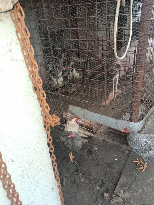 Gaste românești 12 buc 120 de lei pe bucata