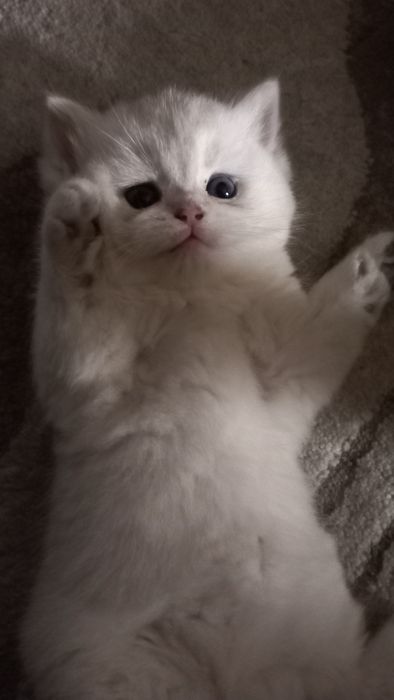 Элитные британские котята